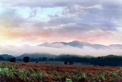 Tennessee Field