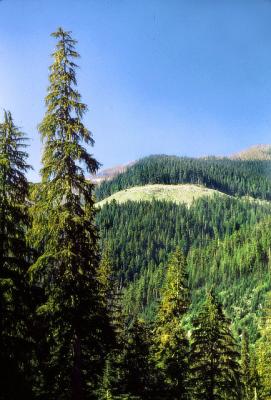 Cascade Mts