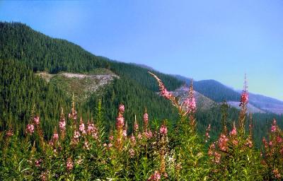 Cascades Flowers