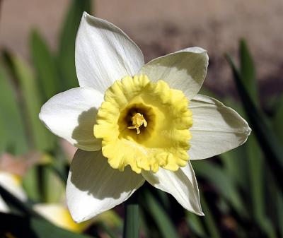 Daffodil