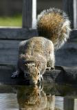 Drinking
