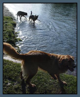 Dogs Love Water.jpg