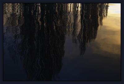 reflections of trees.jpg