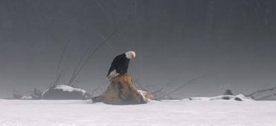 Praying Eagle.jpg
