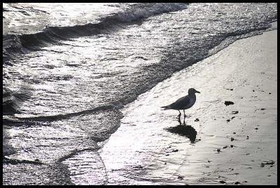 seagull.jpg