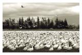 Snow Geese<BR>Second Place<BR>Canon Talk Forum<BR>Challenge 29 Exhibition