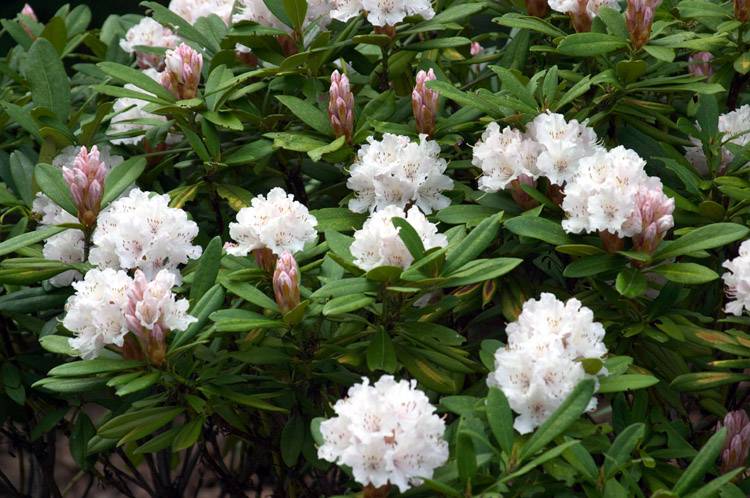 Rhodies at Big Rock.jpg