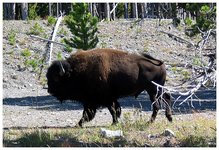 Bison