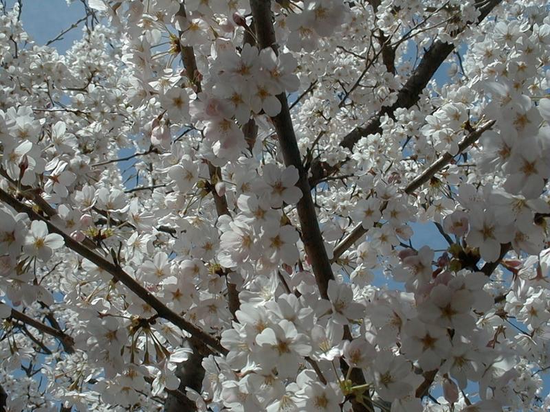 Image51.jpg