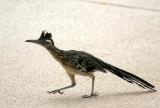 Roadrunner