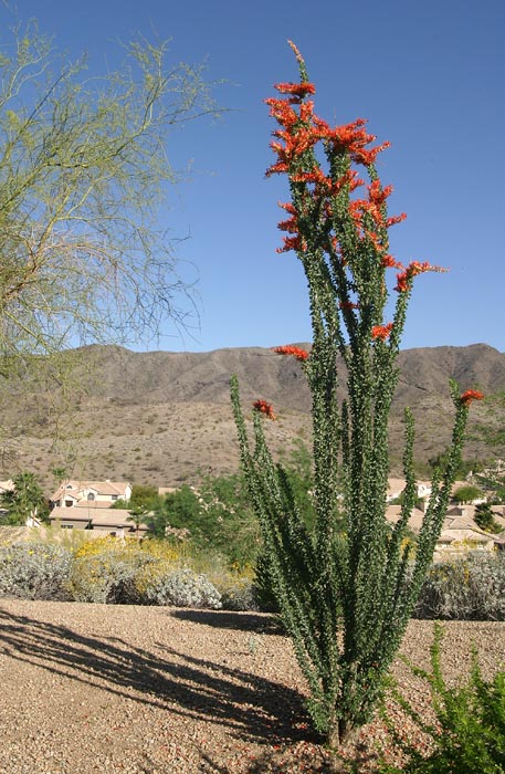 Flowering Ocotillo