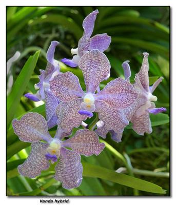 Orchid 15. Vanda hybrid