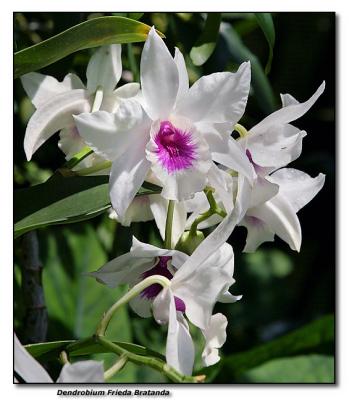 Orchid 16.  Dendrobium Frieda Bratanda