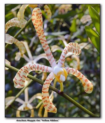 Orchid 14. Arachnis Maggie Oei 'Yellow  Ribbon'