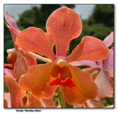 Orchid 18. Vanda 'Monday Glow'