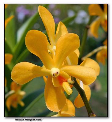Orchid 20.  Mokara 'Bangkok Gold'