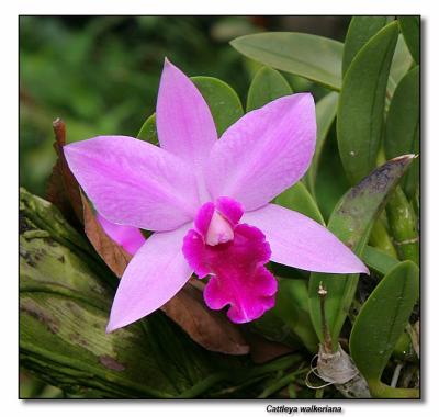 Orchid 25.  Cattleya Walkeriana
