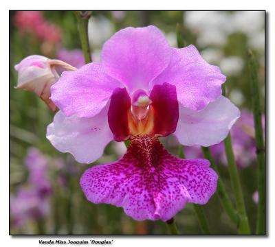 Orchid 2.  Vanda Miss Joaquim 'Douglas'