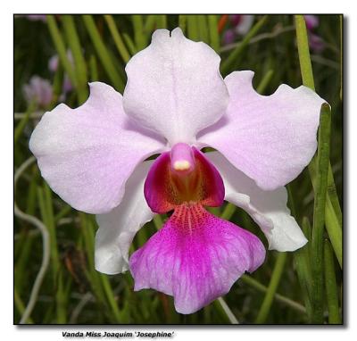 Orchid 1.  Vanda Miss Joaquim  var. Josephine