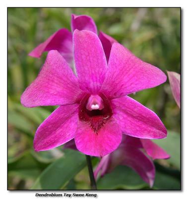 Orchid 26.  Dendrobium Tay Swee Keng'