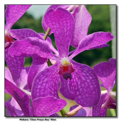 Orchid 27. M. 'Chao Praya Boy' Blue
