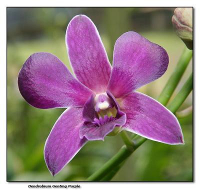 Orchid 28. Dendrobium 'Genting Purple'