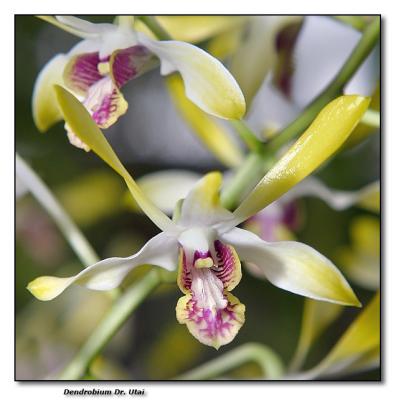 Orchid 29.  Dendrobium 'Dr. Utai'