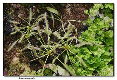 Carnivorous Plants - Cool House