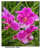 Orchid 6. Vanda Roberto