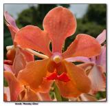 Orchid 18. Vanda Monday Glow