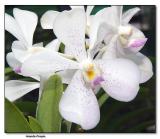 Orchid 22.  Aranda Prapin