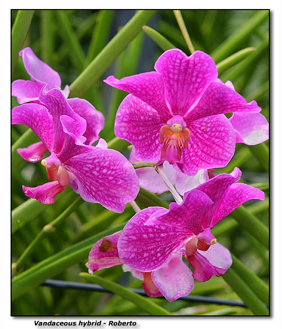 Orchid 6. Vanda Roberto