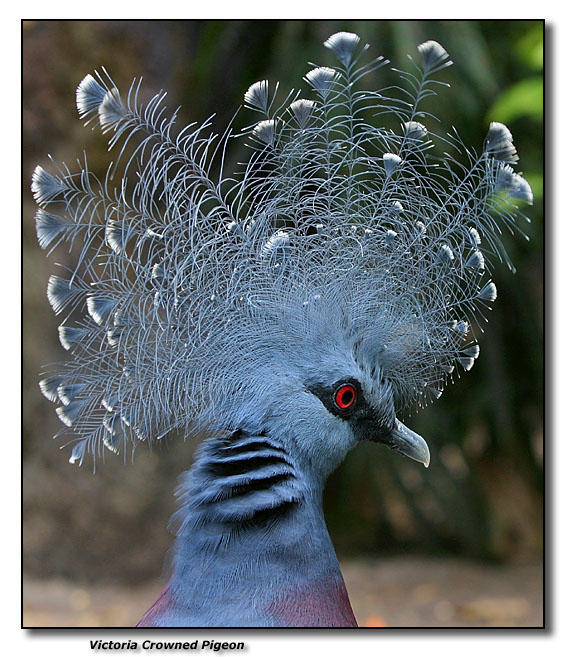 Victoria Crowned Pigeon