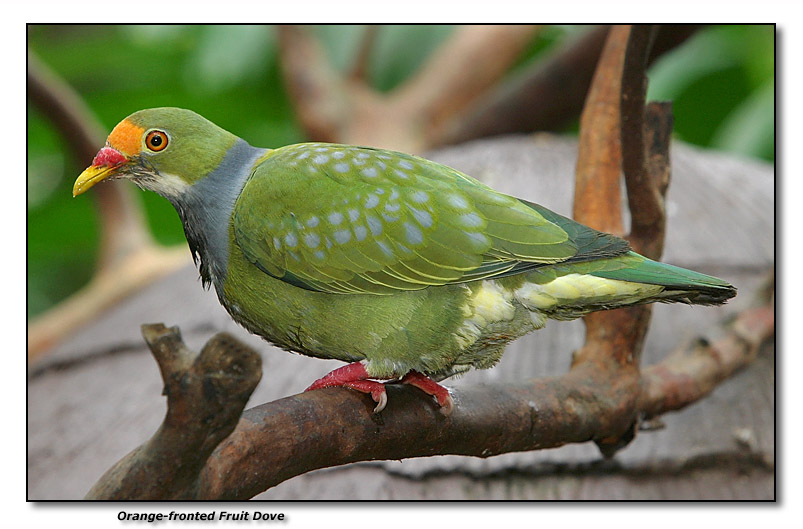 Orange-fronted Fruit Dove