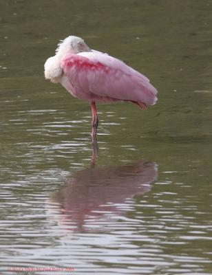 Spoonbill  trying to sleep.jpg