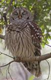 Barred Owl 2.jpg