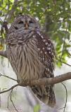 Barred Owl 3.jpg