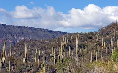 Tonto Nationl Forest