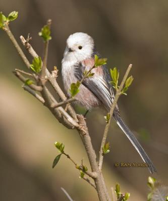 Staartmees - Long-tailed Tit