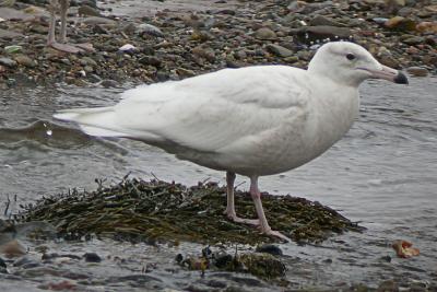 Glaucous Gull 2, Digby 31-3-04