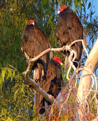 DSC_0145TurkeyVultureThreesome.jpg