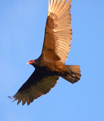 DSC_0148TurkeyVulture.jpg