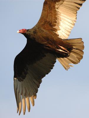 DSC_0126TurkeyVulture.jpg