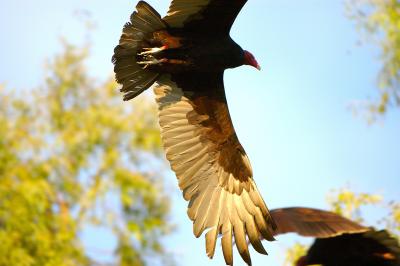 DSC_0101TurkeyVultiureWingDetail.jpg