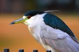 DSC_0758BCNight-Heron.jpg