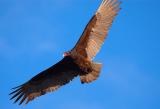 DSC_0147TurkeyVulture.jpg