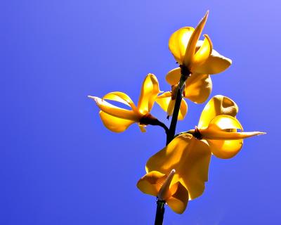 blue-sky-flower.jpg