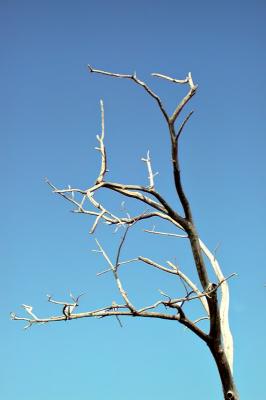 deadtree.jpg