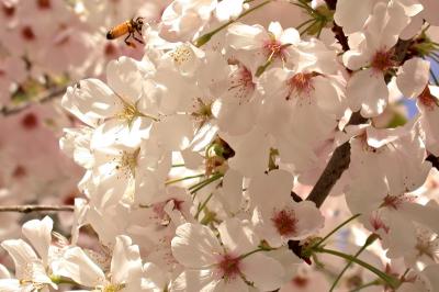 beeandflowers.jpg