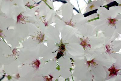 beeandflowers2.jpg